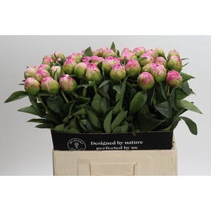 Paeonia Jacorma