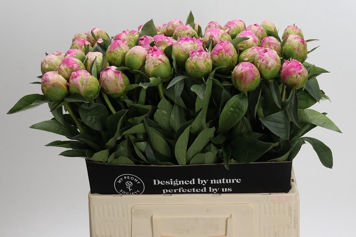Paeonia Jacorma