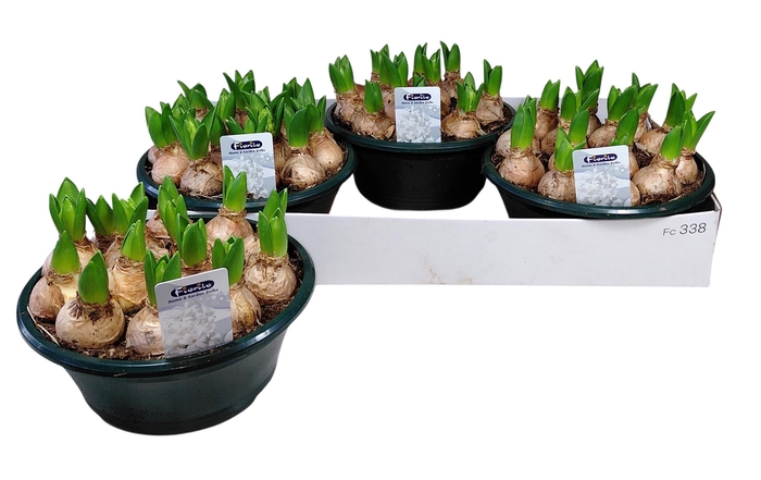 <h4>Hyacin White Pearl</h4>