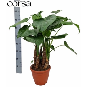 ALOC CUCULLATA