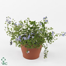 VERO BIG BLUE