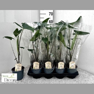 ALOC ZEBRINA