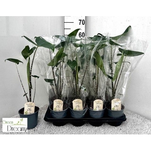 ALOC ZEBRINA