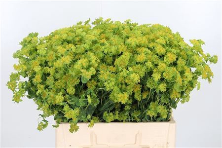 <h4>BUPLEURUM GRIFFITHII</h4>