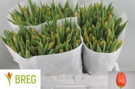 <h4>Tu En Orange Juice</h4>