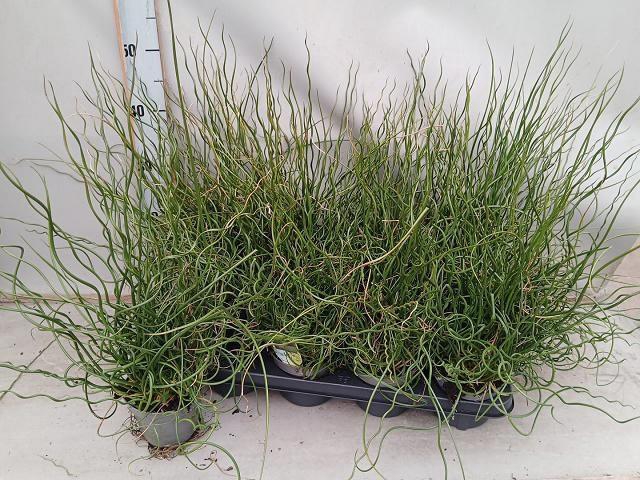 <h4>JUNC EF SPIRALIS</h4>