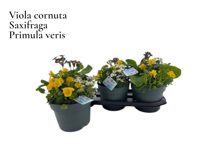 <h4>VASTE PL GEM IN POT</h4>