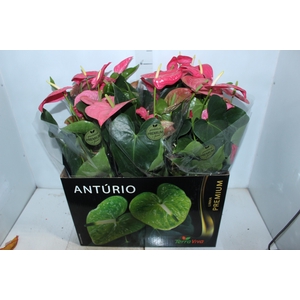 ANTHURIUM CALIFORNIA P17 ROSA PREMIUM