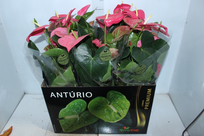 ANTHURIUM CALIFORNIA P17 ROSA PREMIUM
