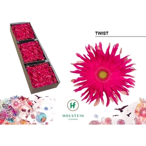 Gerbera Pasta Twist Doos