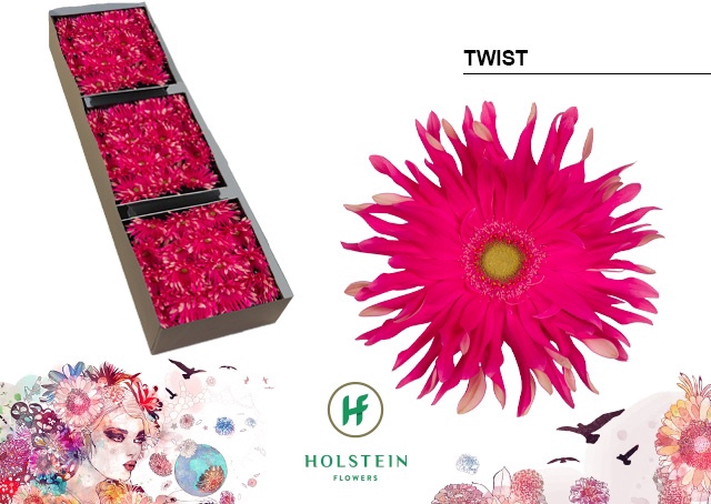 <h4>Gerbera Pasta Twist Doos</h4>