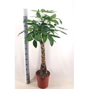 Pachira aquatica pot 31