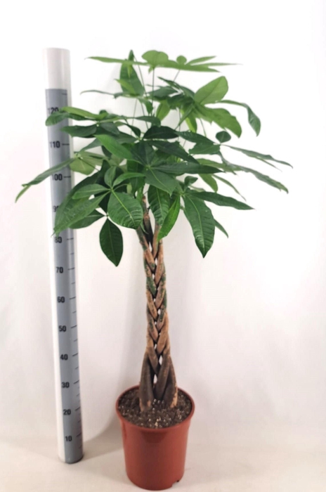 <h4>Pachira aquatica pot 31</h4>