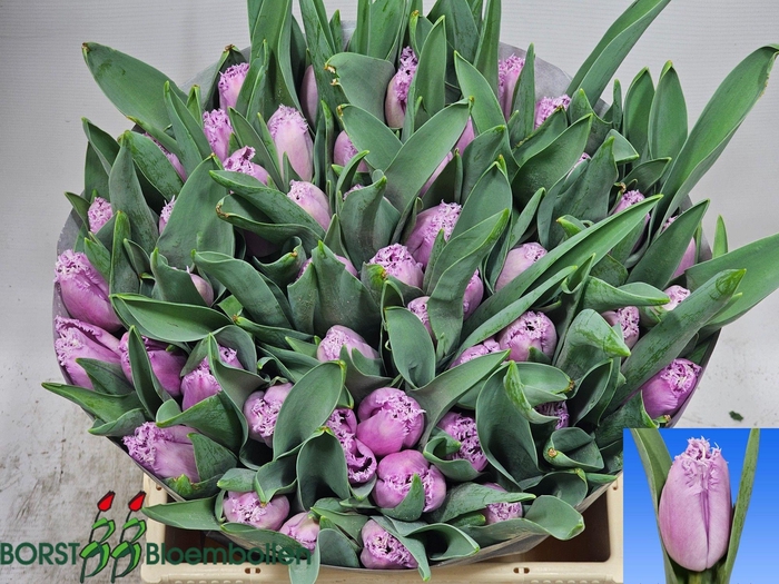 <h4>TU FR SLIPSTREAM</h4>