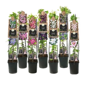 Mixshelf Clematis +3.0 label