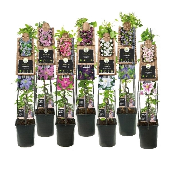 <h4>Mixshelf Clematis +3.0 label</h4>