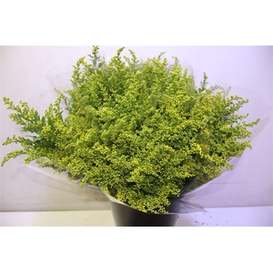 Soli Carzan Glory X5