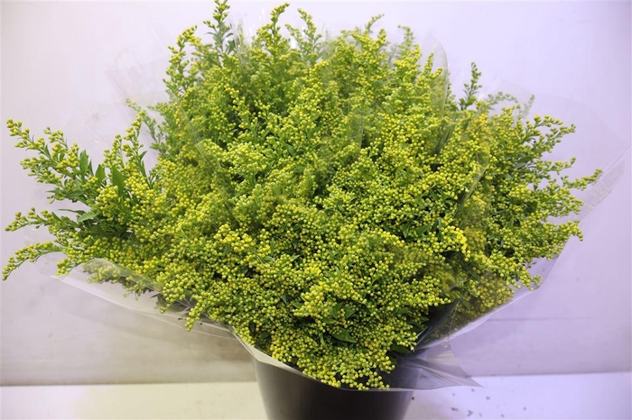 <h4>Soli Carzan Glory X5</h4>