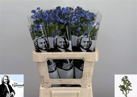 <h4>Myos Al Blue Memory</h4>