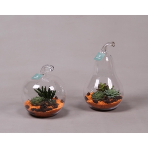 Glazen Peer en Appel met Succulenten