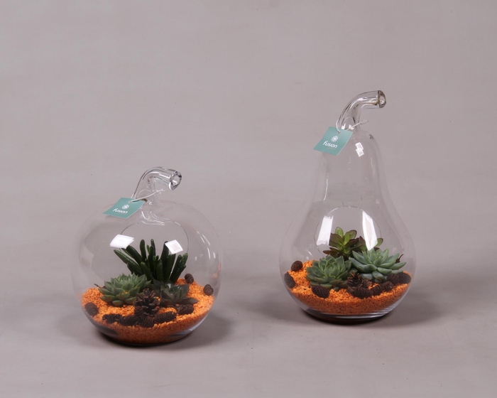 <h4>Glazen Peer en Appel met Succulenten</h4>