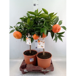 Citrus reticulata 'Clementine'