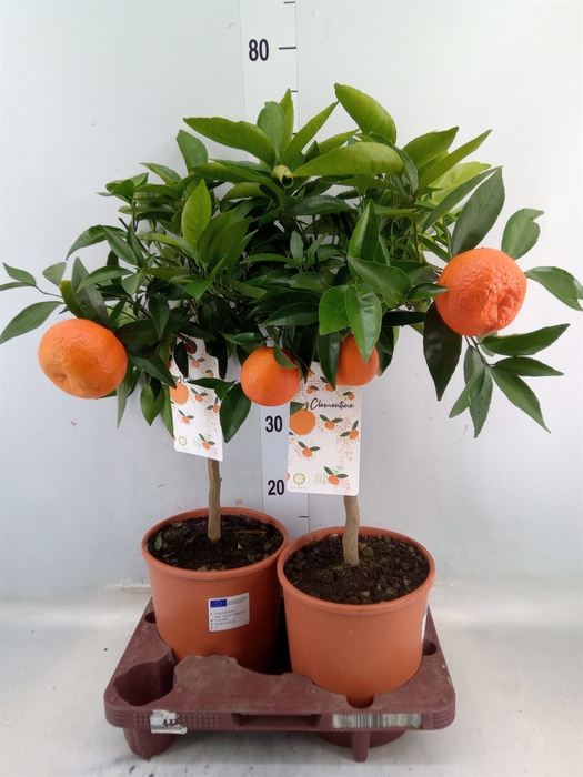 <h4>Citrus reticulata 'Clementine'</h4>