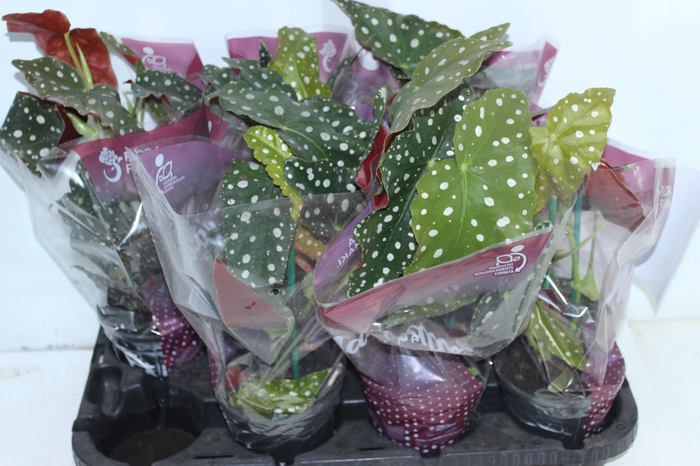 BEGONIA MACULATA P13 PO