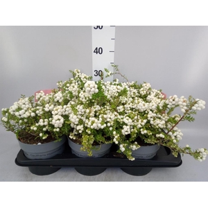 Gaultheria mucronata