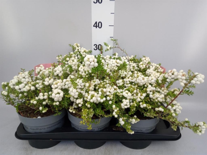 <h4>Gaultheria mucronata</h4>