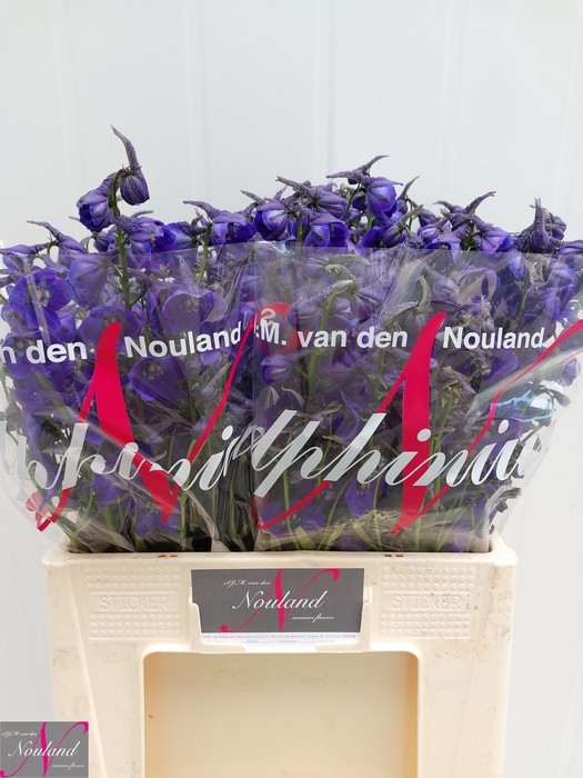 <h4>Delph Atlantis Nouweland</h4>
