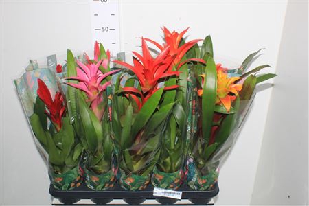 <h4>Bromelia Gem 6 Srt</h4>
