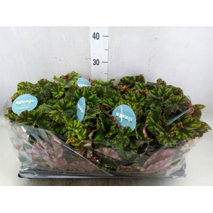 Begonia   ...