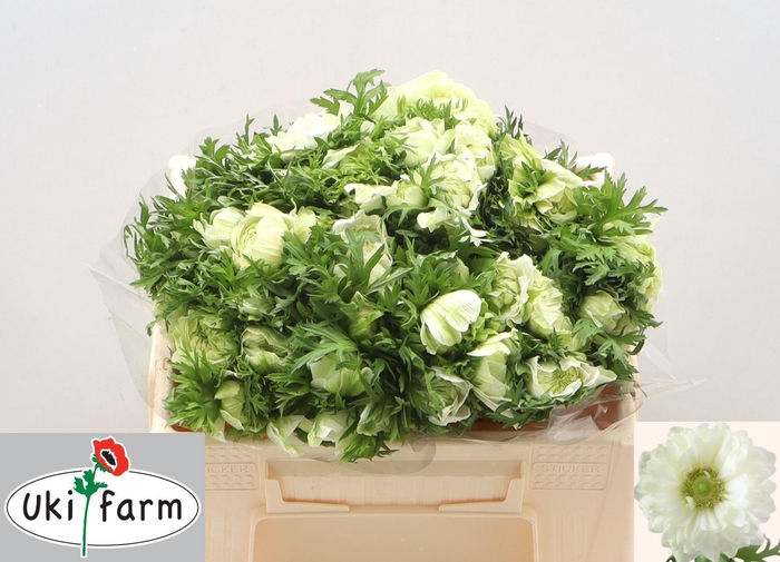 <h4>ANEM CO LEV BIANCO</h4>