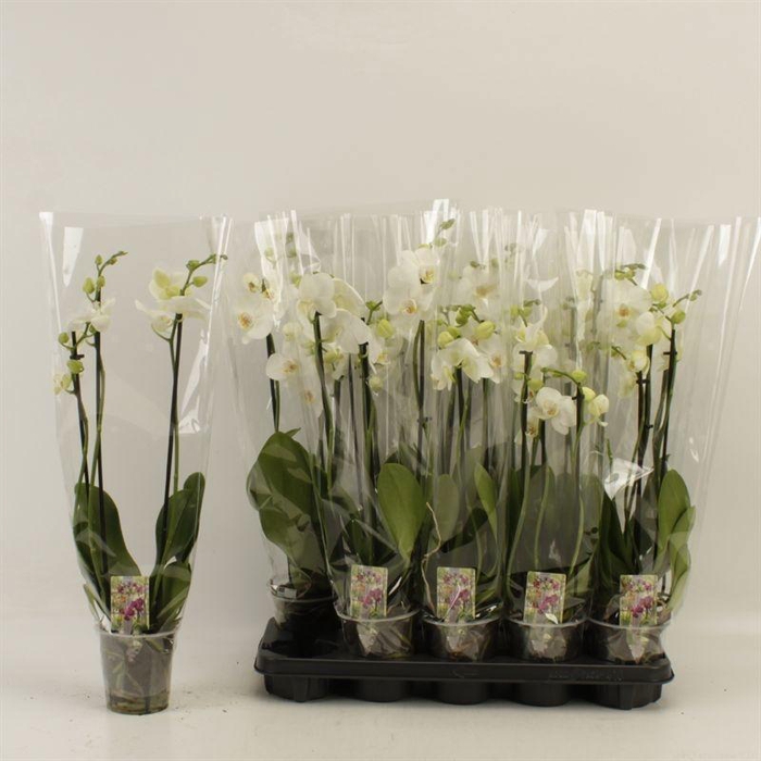 <h4>PHAL OV WIT</h4>