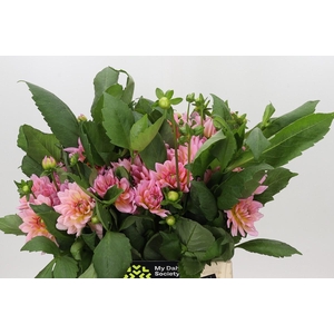 Dahlia Doris Duke