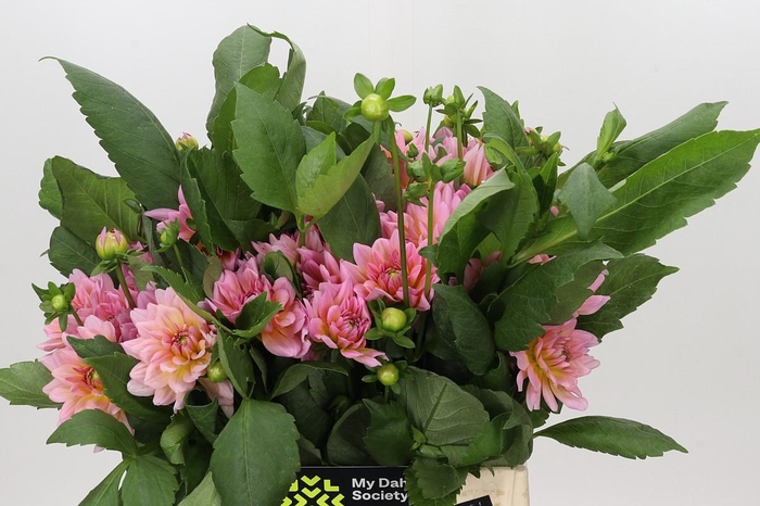 <h4>Dahlia Doris Duke</h4>