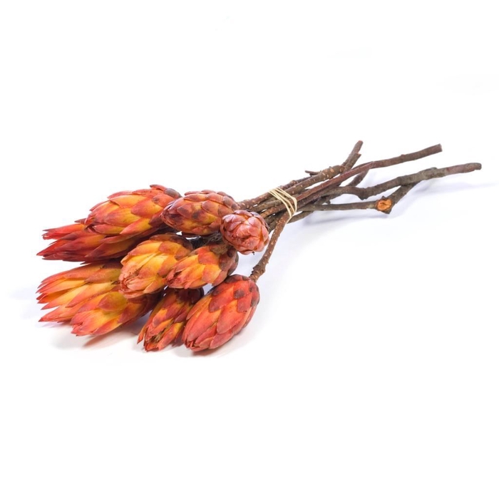 <h4>Protea pendula (repens) 10pc natural orange</h4>