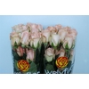 R GR TIFFANY Welyflor