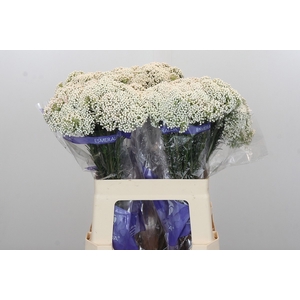 OZOTH COOKS SNOW WHI