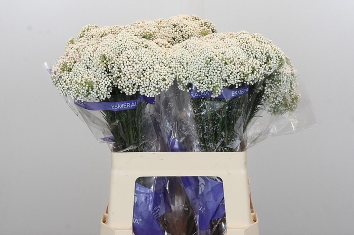 <h4>OZOTH COOKS SNOW WHI</h4>