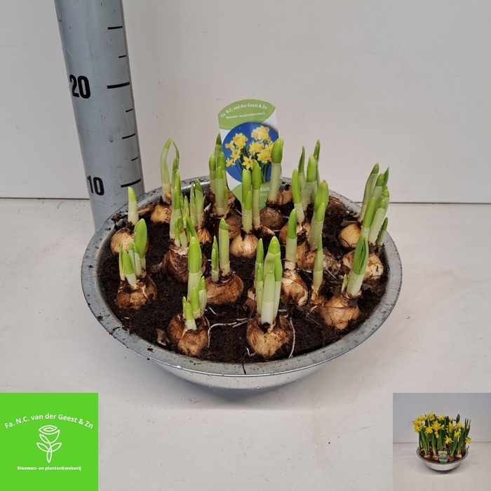 <h4>NARC O TETE A TETE</h4>