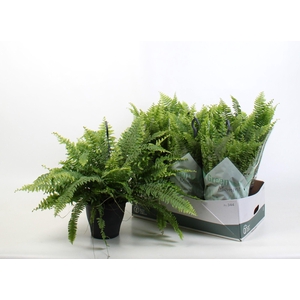 NEPHR EX GREEN MOMEN