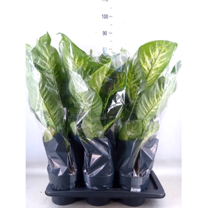 Dieffenbachia seg. 'Tropic Snow'