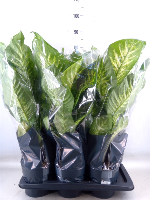 <h4>Dieffenbachia seg. 'Tropic Snow'</h4>