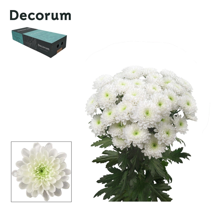 <h4>Chr T Altaj Decorum exportbox</h4>