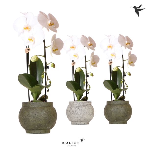 <h4>Kolibri Orchids Cascade Niagarafall 1 spike ancient in green mix</h4>