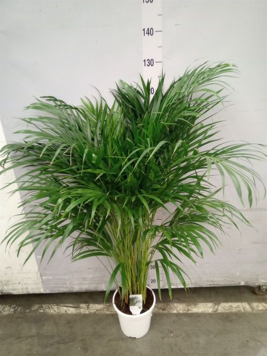 <h4>Dypsis lutescens   ...Chrysalidoca</h4>