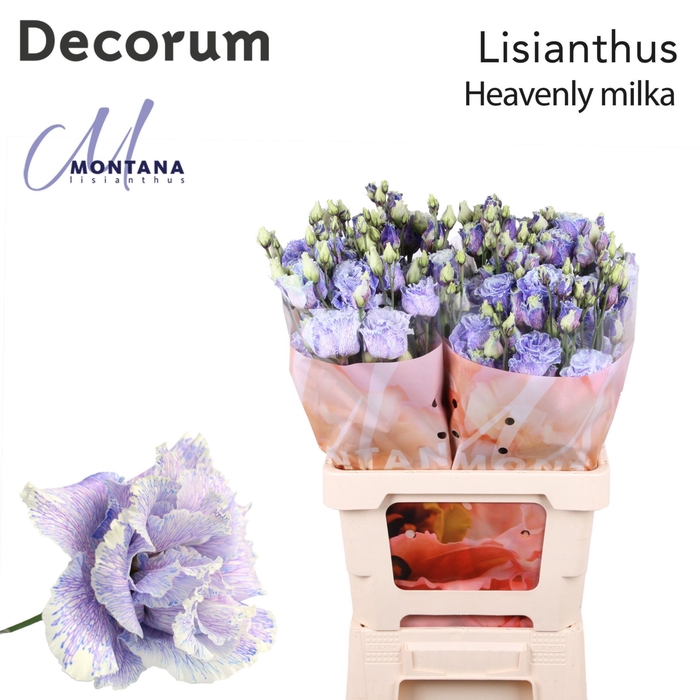 <h4>Eustoma russ. DU   ...</h4>