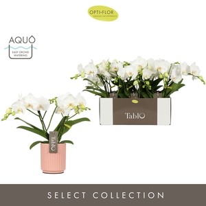 Phalaenopsis wit meer takken